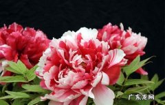 牡丹 过年适合养哪些花