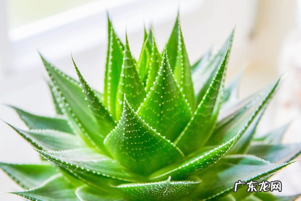 芦荟 常见的让身体健康的花有哪些