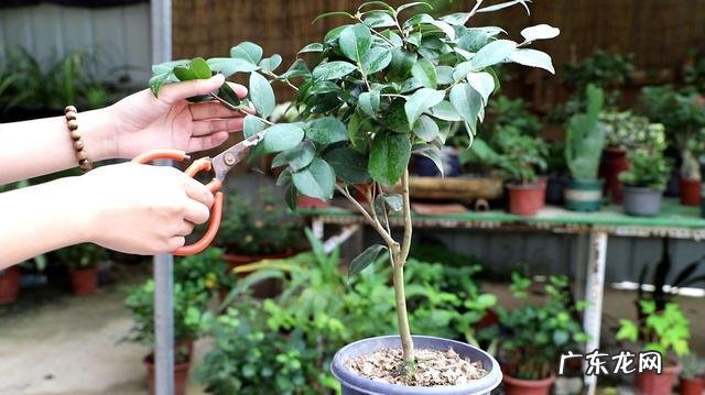 土壤 在北方盆栽茶花要注意什么