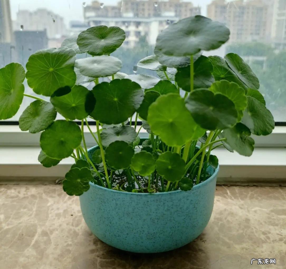 玉树 哪些植物见土就能活