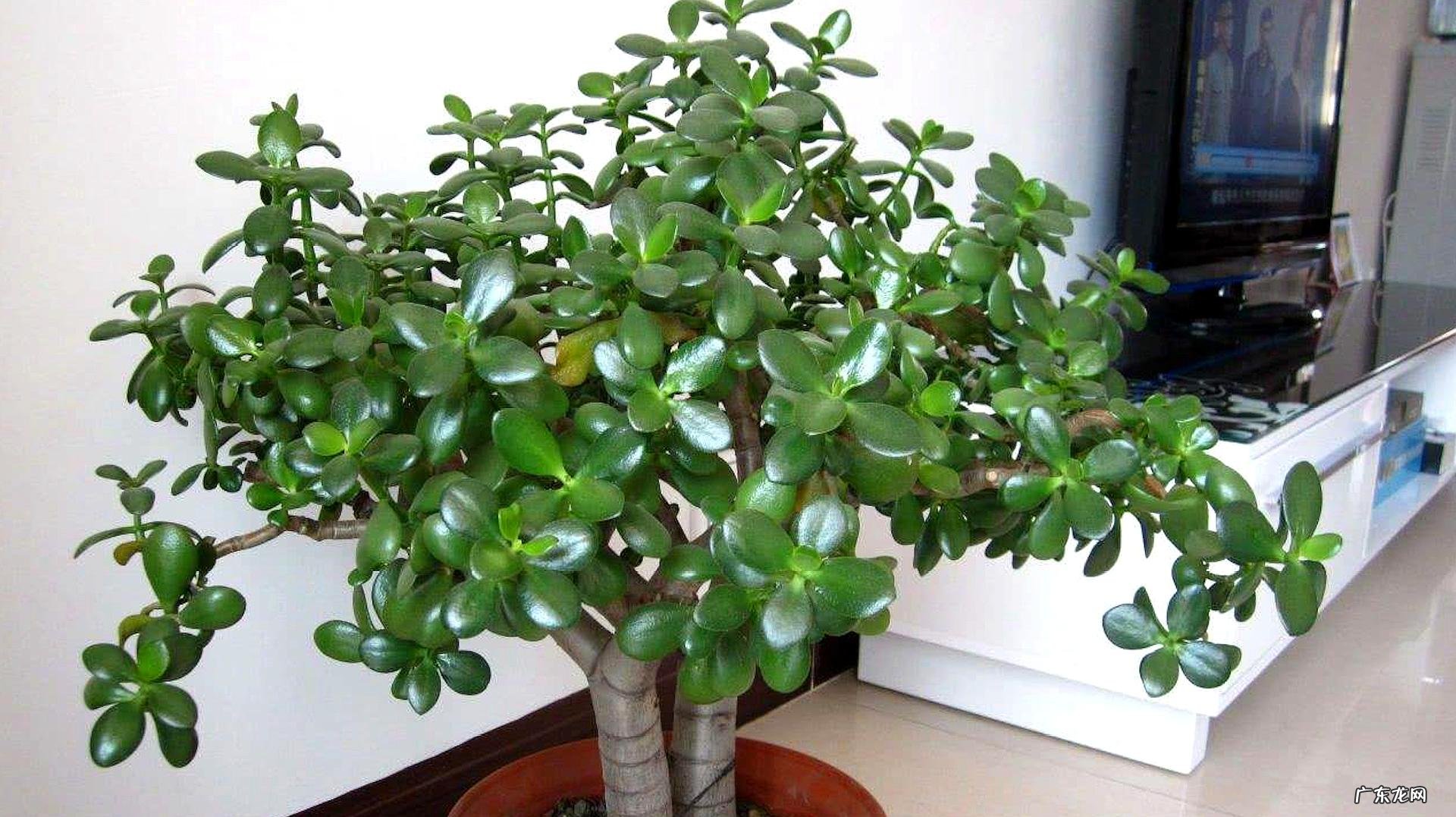 长寿花 哪些植物要用小花盆养护
