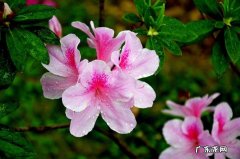 杜鹃花 公认的难养的花有哪些