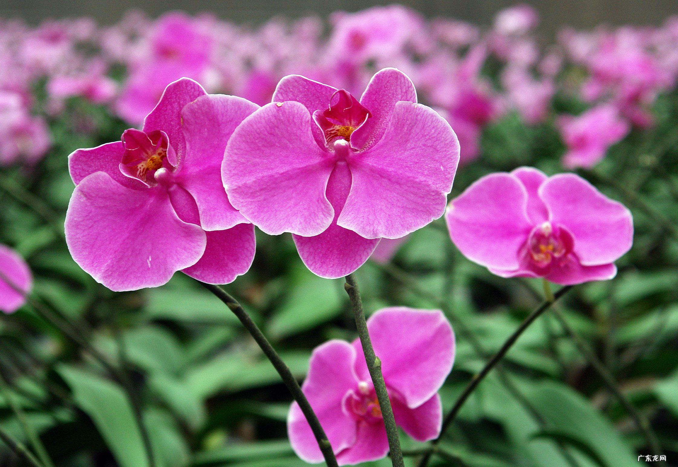 杜鹃花 公认的难养的花有哪些