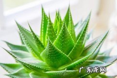 芦荟 哪些品种的多肉更容易照顾