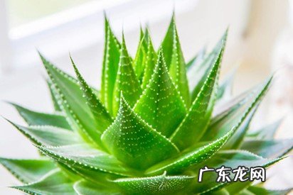 芦荟 哪些品种的多肉更容易照顾