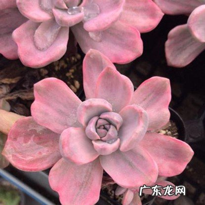 惊鸿仙子 哪些多肉品种值得拥有