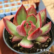 惊鸿仙子 哪些多肉品种值得拥有