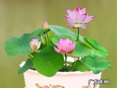 碗莲花 哪些花不适合养在家里