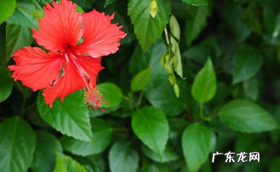 碗莲花 哪些花不适合养在家里