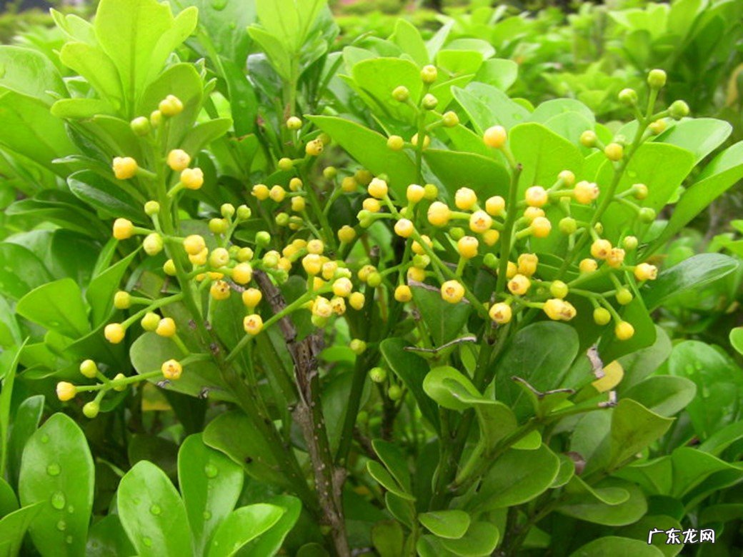 茉莉花 哪些花卉可以多季开花