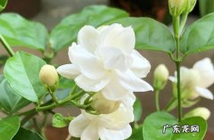 茉莉花 哪些花卉可以多季开花
