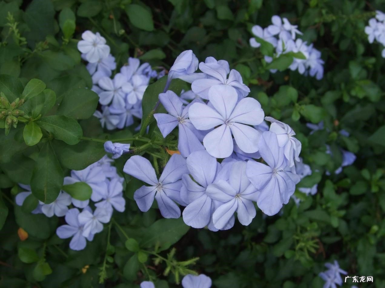 矮牵牛 好养的漂亮花有哪些