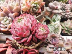 朱砂痣 新手谨慎选择哪些不好养的多肉