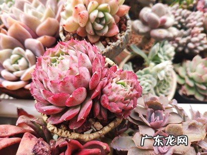 朱砂痣 新手谨慎选择哪些不好养的多肉