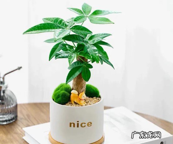 金钱树 最适合养在客厅的花是什么