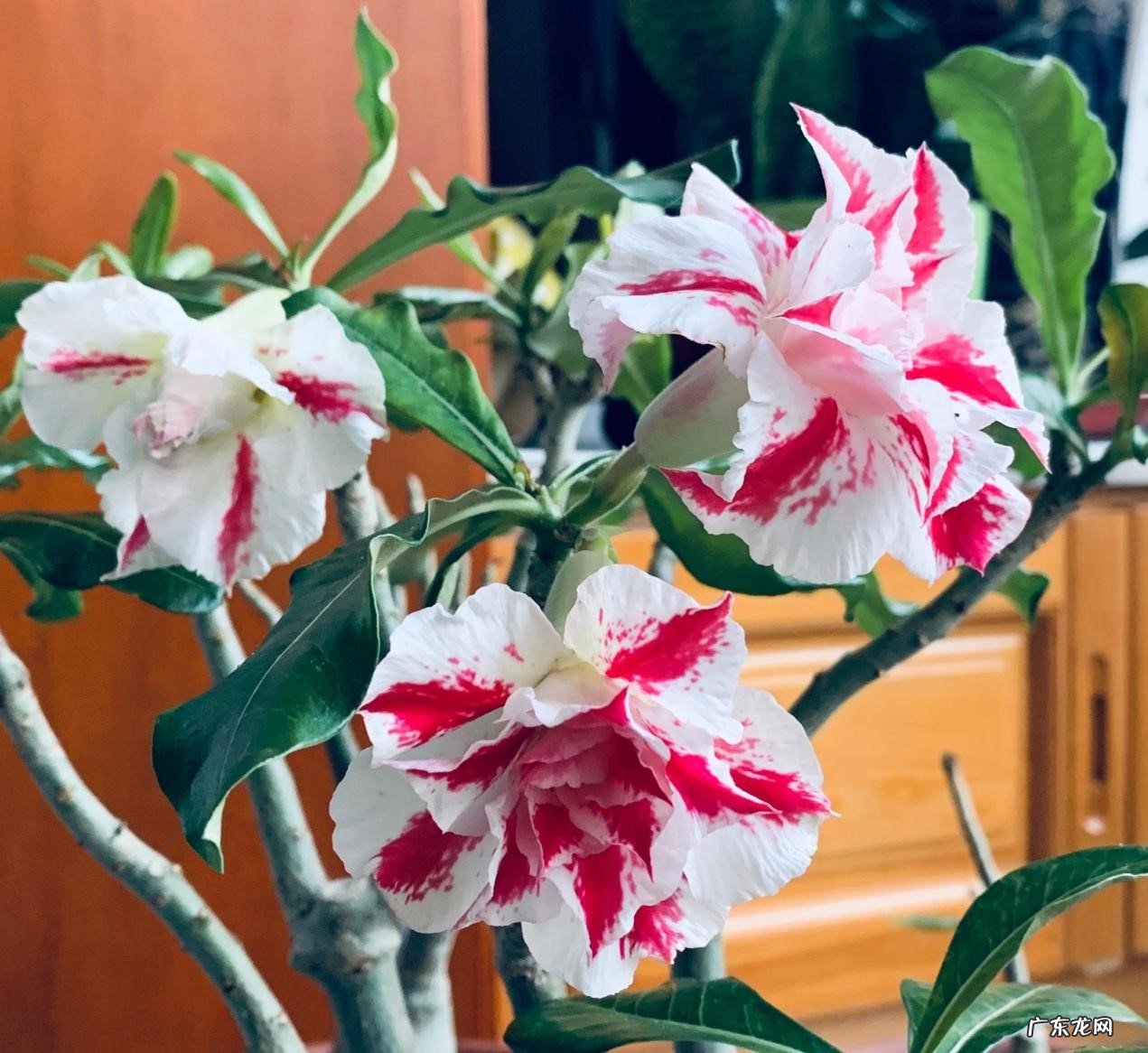 蟹爪兰 皮实又好养的懒人花有哪些