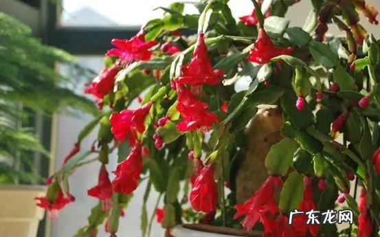 蟹爪兰 皮实又好养的懒人花有哪些