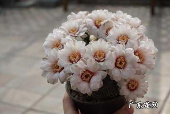 蟹爪兰 皮实又好养的懒人花有哪些