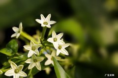 夜来香 不建议在卧室摆放哪些植物