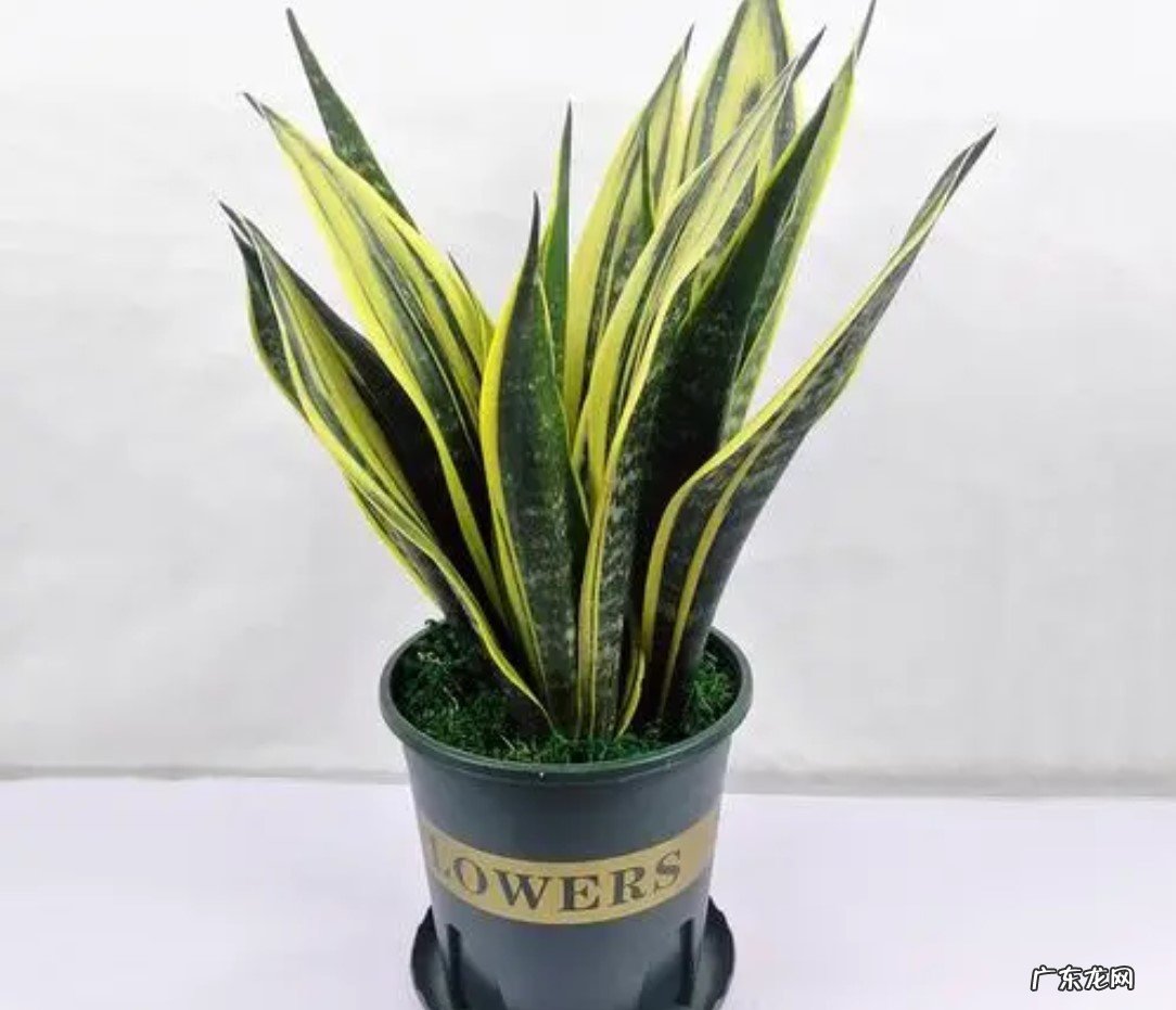 虎皮兰 哪些植物适合养在卧室