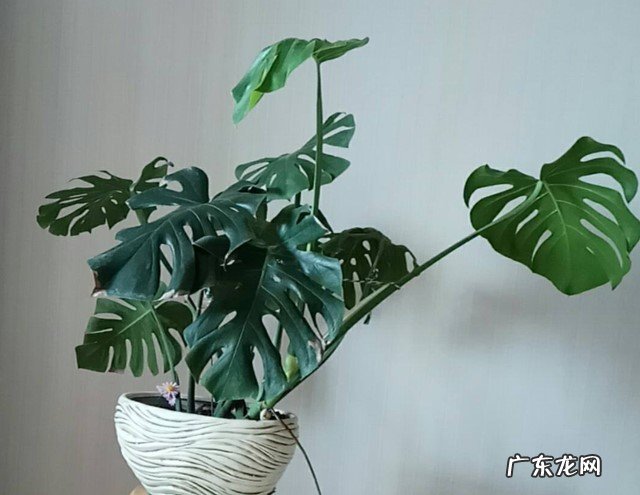 虎皮兰 哪些植物适合养在卧室