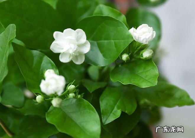 茉莉花 姿态优美的健康花有哪些