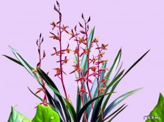 墨兰 最适合在阳台种植哪些花卉品种