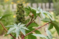 蓖麻 农村常见的剧毒植物有哪些