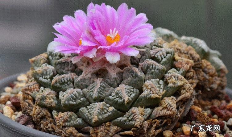 睡火莲 价格昂贵的贵族花有哪些