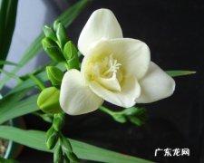 晚香玉 哪些漂亮花香气浓郁