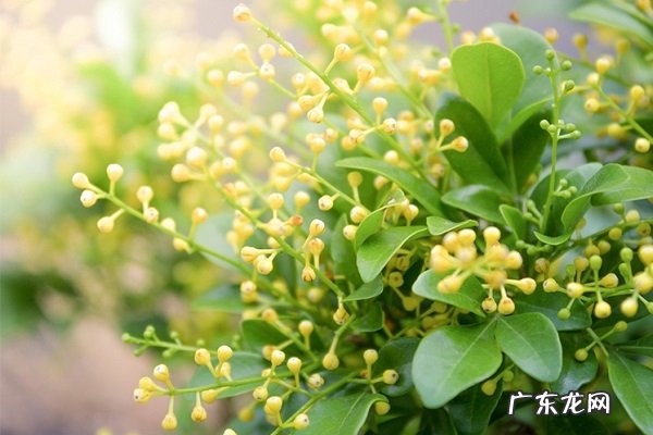 晚香玉 哪些漂亮花香气浓郁