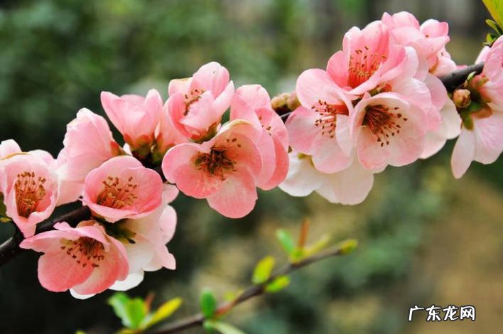 海棠花 1哪些花在冬天冻不死