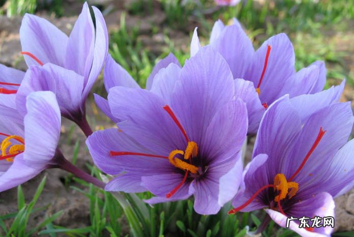 海棠花 1哪些花在冬天冻不死