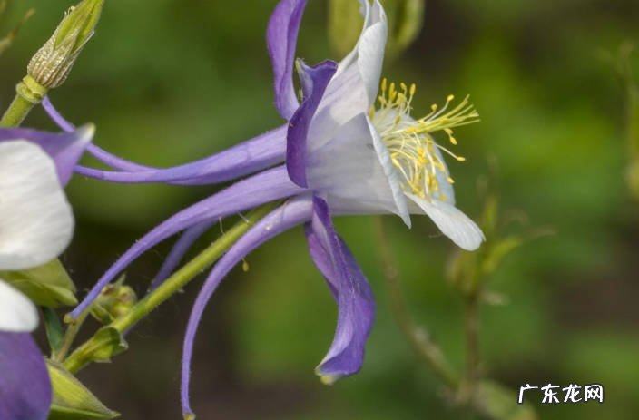 海棠花 1哪些花在冬天冻不死