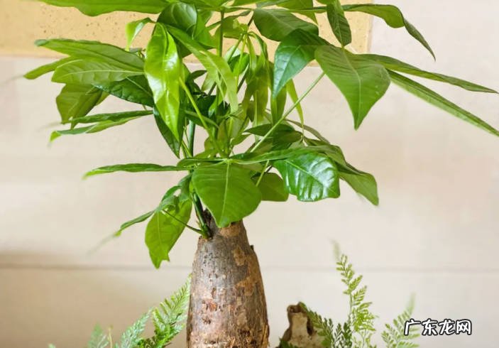 茅膏菜 家里面适合种植哪些花草