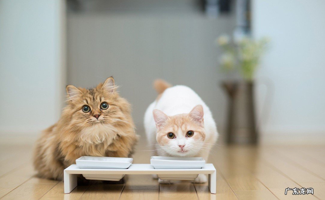 社会化 怎么让猫咪的性格更温顺