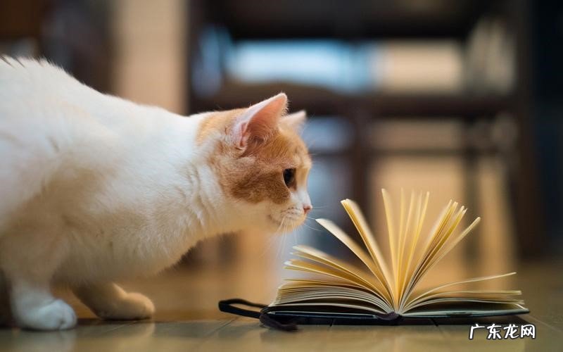 社会化 怎么让猫咪的性格更温顺