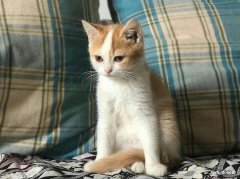 价格便宜 弃养田园猫的原因是什么