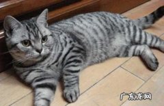 美短猫 在猫界必养的猫咪是什么