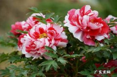 牡丹花 常见的富贵花有哪些