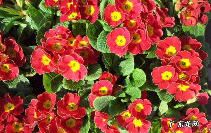 杜鹃花 我国的三大天然名花指的是什么