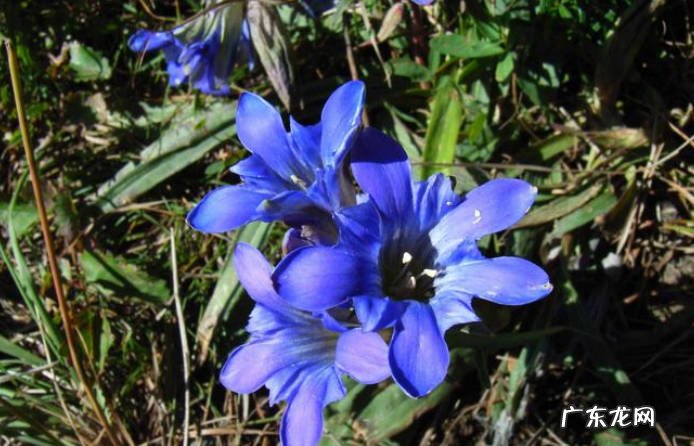 杜鹃花 我国的三大天然名花指的是什么