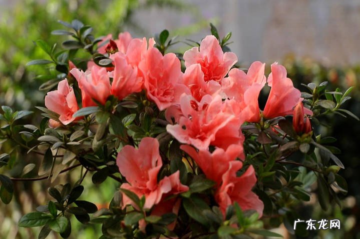 杜鹃花 我国的三大天然名花指的是什么