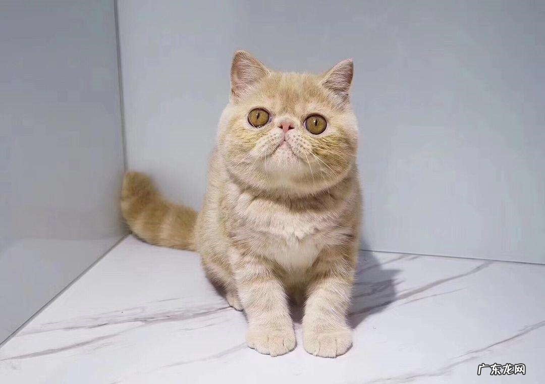 诞生时间 加菲猫和波斯猫的区别是什么