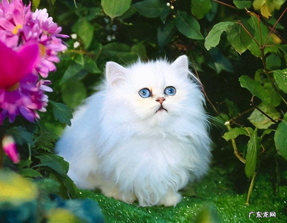 诞生时间 加菲猫和波斯猫的区别是什么