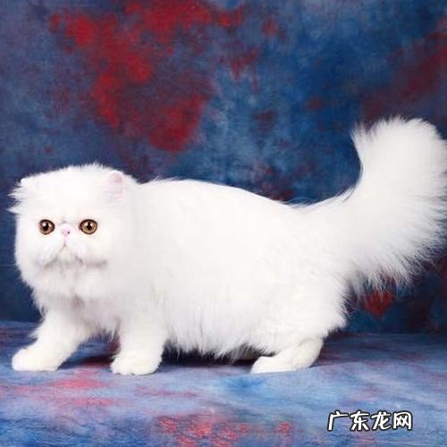 诞生时间 加菲猫和波斯猫的区别是什么