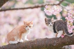 暴力体罚 养猫咪有哪些禁忌