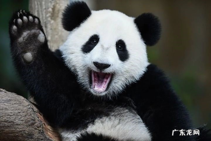 珍稀 为什么熊猫成为了国宝第一