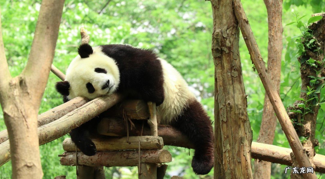 珍稀 为什么熊猫成为了国宝第一