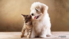 心丝虫 造成猫狗死亡的原因是什么